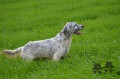 Setter Anglais IRIS DES PAYS DE LOIRE Setter Anglais IRIS DES PAYS DE LOIRE